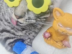 -博特宠物医院24h犬猫全科.骨科·异宠