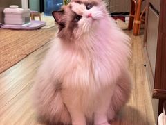 -小猫来了·猫咪专售(红山六九七九店)