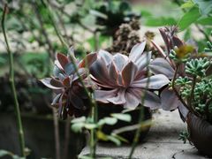-生宇山珍野生菌汤锅•始于1999(双流古塔店)