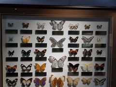 -上海昆虫博物馆