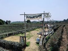 -龙坞茶村