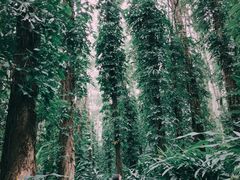 -华南国家植物园-售票处