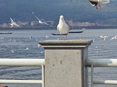 -海埂大坝