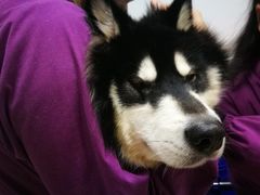 -顺强宠物诊所·狂犬免疫·夜诊·骨科(嘉定店)