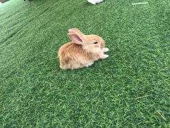 -萌宠亲子动物乐园(槐房万达店)