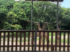 -深圳野生动物园