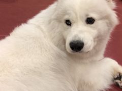 -和它·交个朋友·狗咖猫咖(爱琴海店)