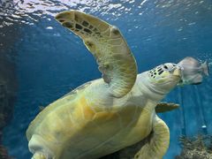 -上海海洋水族馆