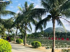 -亚龙湾国际玫瑰谷