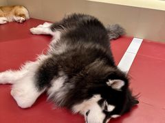 -和它·交个朋友·狗咖猫咖(爱琴海店)