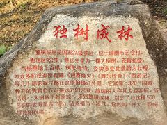 -瑞丽独树成林风景区