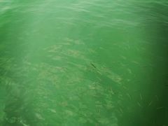 -广州市流溪河国家森林公园