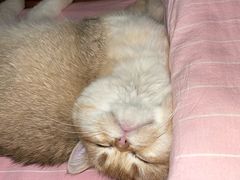 -东方名猫馆·英短金渐层布偶猫舍(环线广场1号楼店)