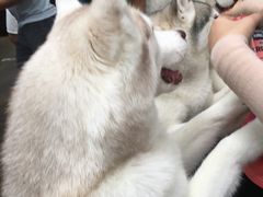 -TrueLove @ Neverland (Husky Cafe)