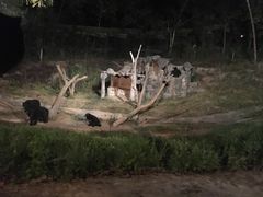 -清迈夜间动物园