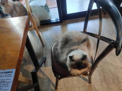 -猫咪咖啡·猫咖(万达广场店)