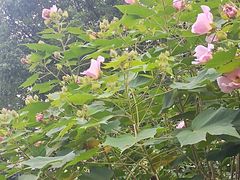 -四里河滨水生态公园