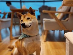 -柴犬小屋·柴餐厅·狗咖食堂(金鼎广场店)
