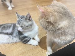 -1013 PET SHOP精品宠物商店(丁香店)