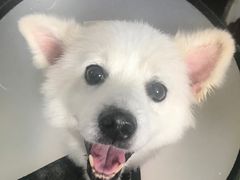 -彩虹桥宠物火化殡葬善终服务(金乐大厦店)