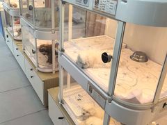 -翊宠yipet猫狗购宠庄园犬舍•猫舍