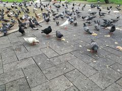 -九龙公园