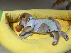 -逗柴咖啡屋·狗咖猫咖宠物桌游