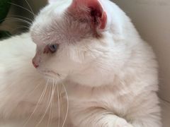 -Let's go狗咖·猫咖·奶狗·桌游(春熙路IFS店)