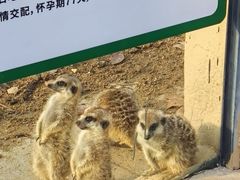 -合肥野生动物园