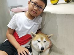 -柴务处·柴犬主题狗咖