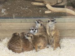 -大连森林动物园