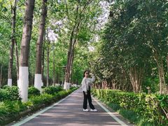 -合肥滨湖国家森林公园