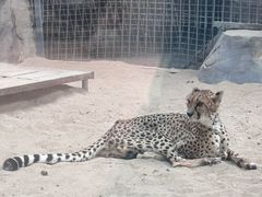 -鄂尔多斯野生动物园