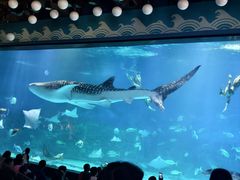 -烟台海昌鲸鲨海洋公园