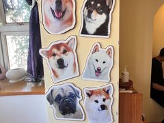-喜柴咖啡·柴犬狗咖