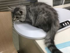 -美美宠物诊疗中心·异宠·骨科(滨江东信分院)