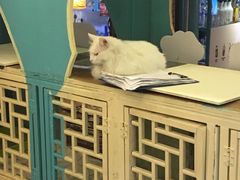 -猫小院猫主题咖啡厅(北锣店)