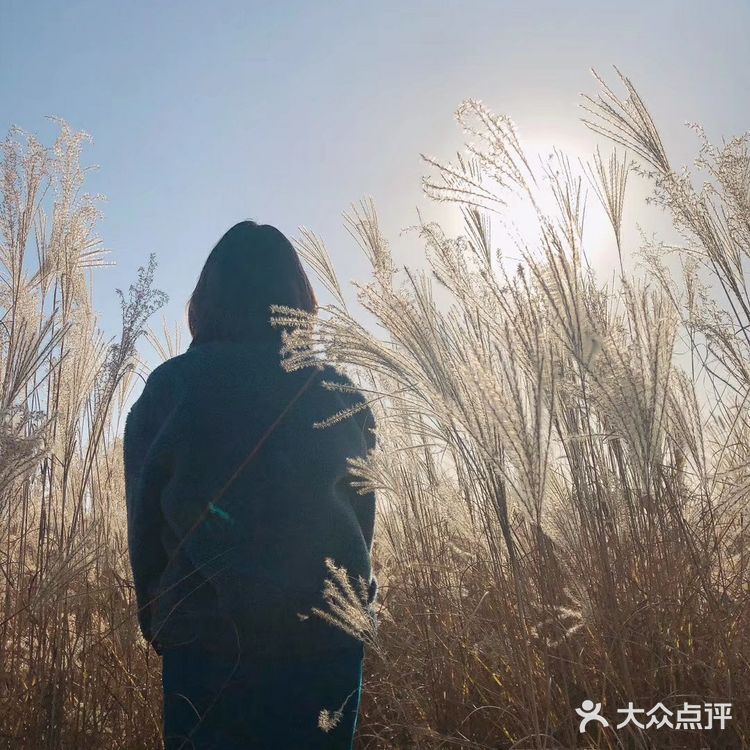 芦苇  风总是不闲着，吹谢了百花，吹落了秋叶