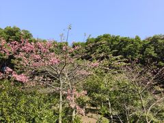 -云溪植物园