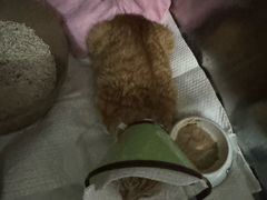 -御宝贝·A梦猫科宠物医院(国际猫友好医院)