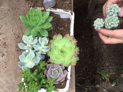 -秦美花卉(天朗·莱茵小城2期店)