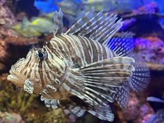 -上海海洋水族馆