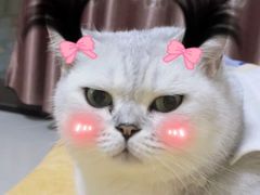 -喵zoo家庭繁育猫舍(尖东智能花园店)