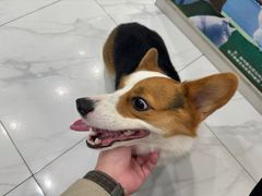 -艾吉宠物医院·疑难杂症转诊中心·猫友好(碧江路院)