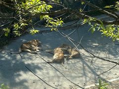 -大连森林动物园