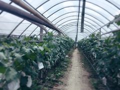 -马陆小张葡萄园农家乐