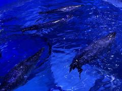 -上海海昌海洋公园-冰山北极馆