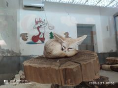 -大连森林动物园