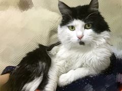 -小放牛炒菜馆(裕华万达店)
