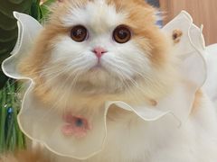 -袖虎·猫馆(体育西路店)